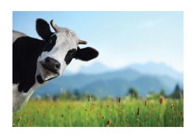 An unframed print of cow in field cute photograph in blue and green accent colour
