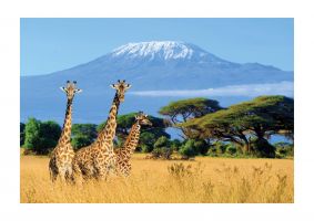 An unframed print of three giraffes in national park of kenya photograph in blue and yellow accent colour