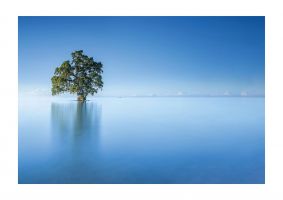 An unframed print of tree in the lahad datu beach sabah borneo malaysia nature photograph in blue and green accent colour
