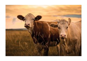 An unframed print of 2 cows in sunset photograph in beige