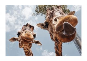 An unframed print of 2 giraffes tongue out photograph in blue and beige accent colour