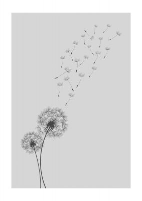 An unframed print of dandelion wind botanical illustration in grey