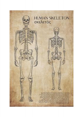 An unframed print of the human skeleton graphical illustration in beige and black accent colour