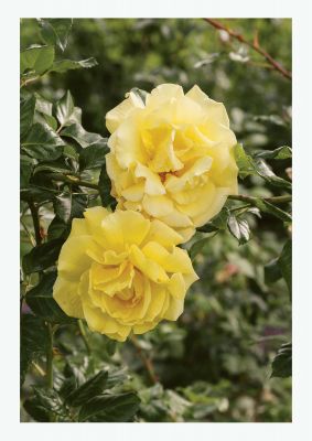 An unframed print of yellow flowers nature photograph in yellow and green accent colour