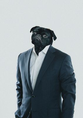 An unframed print of pug head edit graphical photograph in blue and grey accent colour