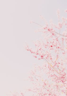 An unframed print of minimalist soft flower nature in pink and white accent colour