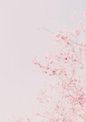 An unframed print of minimalist soft flower nature in pink and white accent colour