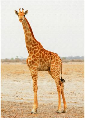 An unframed print of giraffe border photograph in multicolour and grey accent colour