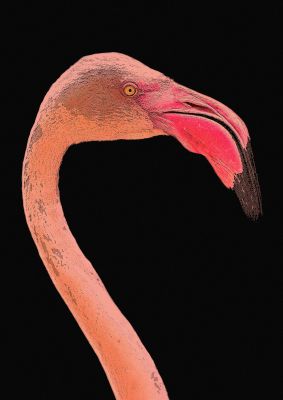 An unframed print of closeup flamingo photograph in pink and black accent colour
