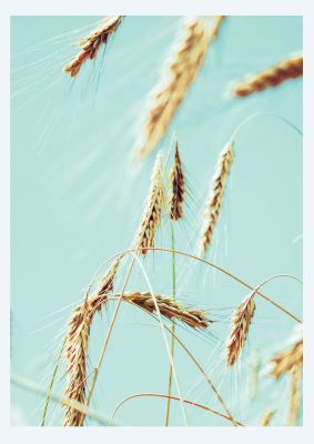 An unframed print of golden wheat nature photograph in green and yellow accent colour