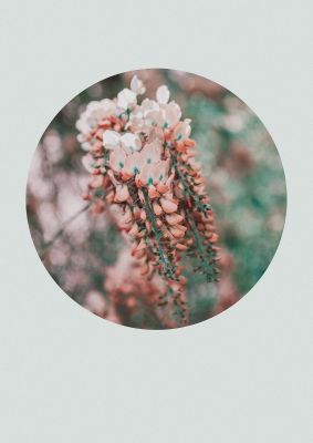 An unframed print of flower disc botanical photograph in grey and green accent colour