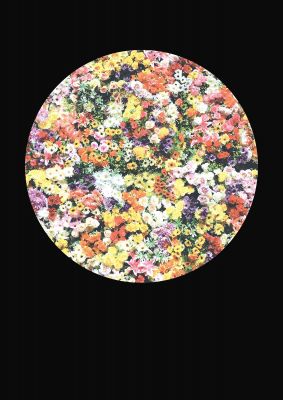 An unframed print of flower disc black botanical photograph in multicolour and black accent colour