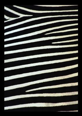 An unframed print of zebra pattern illustration in black and white