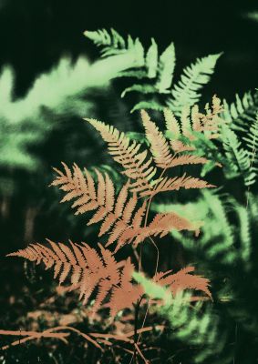An unframed print of ethereal plant botanical photograph in green and black accent colour