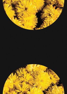 An unframed print of yellow double disc one botanical photograph in black and yellow accent colour