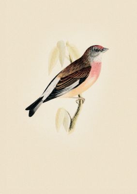 An unframed print of vintage bird illustration in beige and brown accent colour