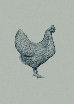 An unframed print of chicken illustration in grey and black accent colour