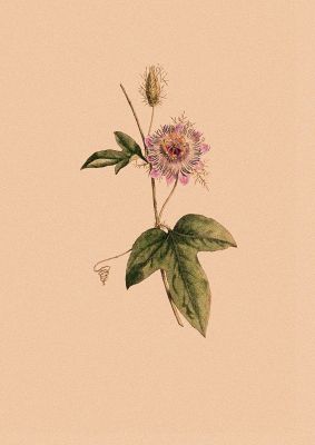 An unframed print of vintage flower botanical illustration in orange and green accent colour