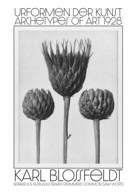 An unframed print of karl blossfeldt urformen der kunst 1928 serratula nudicaulis bare stemmed common saw wort an illustration in monochrome