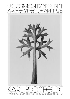 An unframed print of karl blossfeldt urformen der kunst 1928 eryngium bourgatii mediterranean sea holly an illustration in monochrome