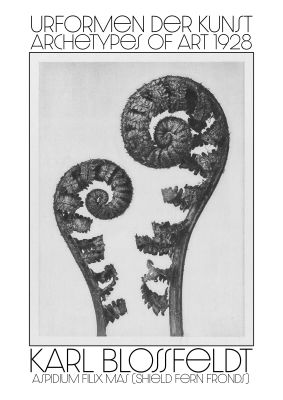 An unframed print of karl blossfeldt urformen der kunst 1928 aspidium filix mas shield fern fronds a famous illustration in monochrome