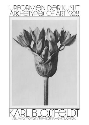 An unframed print of karl blossfeldt urformen der kunst 1928 allium ostroroskianum ornamental onion a famous illustration in monochrome