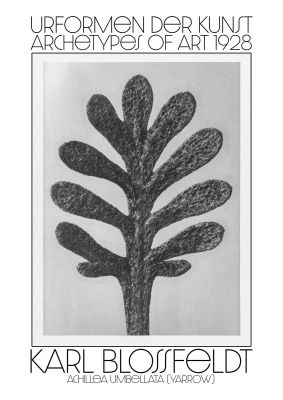 An unframed print of karl blossfeldt urformen der kunst 1928 achillea umbellata yarrow a famous paintings illustration in monochrome