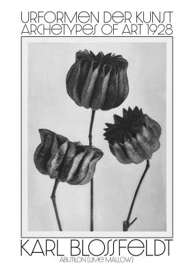 An unframed print of karl blossfeldt urformen der kunst 1928 abutilon lime mallow a famous paintings illustration in monochrome