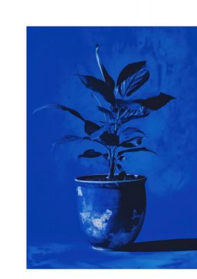 Abstract Plant on Yves Klein Blue
