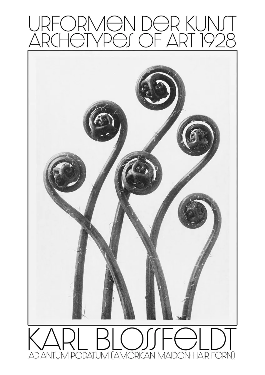 Karl Blossfeldt Urformen Der Kunst 1928 Adiantum Pedatum