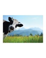 An unframed print of cow in field cute photograph in blue and green accent colour