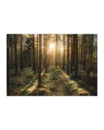 An unframed print of forrest lanscape uppsala sweden travel photograph in brown and green accent colour