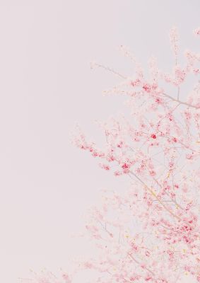 An unframed print of minimalist soft flower nature in pink and white accent colour