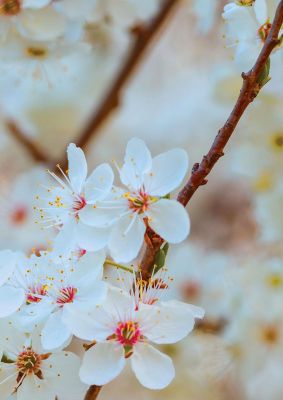 An unframed print of floral bud two nature photograph in beige and white accent colour