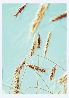 An unframed print of golden wheat nature photograph in green and yellow accent colour
