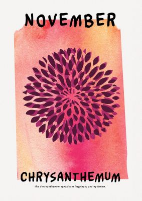 An unframed print of birth month flower series november botanical illustration in pink and black accent colour