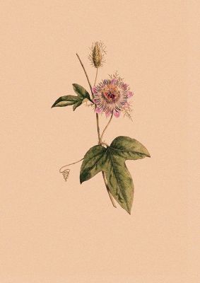 An unframed print of vintage flower botanical illustration in orange and green accent colour