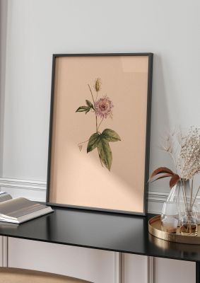 An unframed print of vintage flower botanical illustration in orange and green accent colour