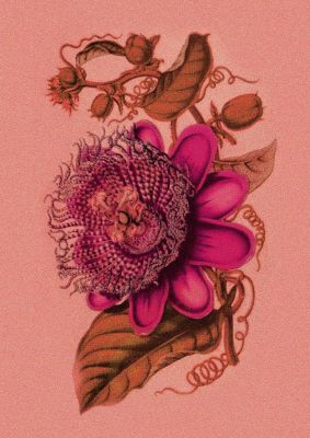 An unframed print of vintage tropical style plant botanical illustration in pink and green accent colour