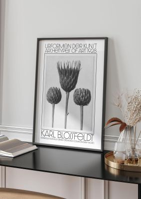 An unframed print of karl blossfeldt urformen der kunst 1928 serratula nudicaulis bare stemmed common saw wort an illustration in monochrome