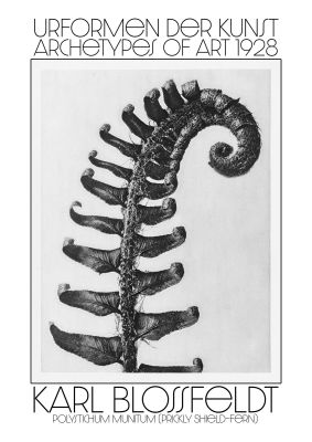 An unframed print of karl blossfeldt urformen der kunst 1928 polystichum munitum prickly shield fern a famous illustration in monochrome
