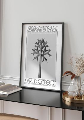 An unframed print of karl blossfeldt urformen der kunst 1928 eryngium bourgatii mediterranean sea holly an illustration in monochrome