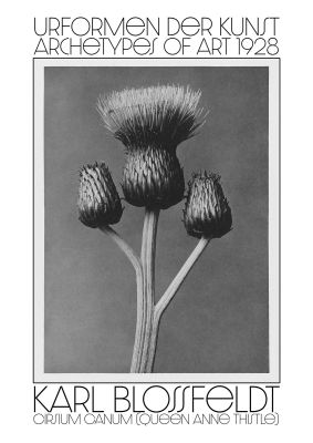 An unframed print of karl blossfeldt urformen der kunst 1928 cirsium canum queen anne thistle a famous paintings illustration in grey and white accent colour
