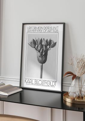 An unframed print of karl blossfeldt urformen der kunst 1928 allium ostroroskianum ornamental onion a famous illustration in monochrome