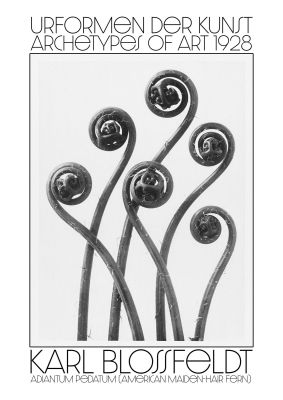 An unframed print of karl blossfeldt urformen der kunst 1928 adiantum pedatum american maiden hair fern an illustration in monochrome
