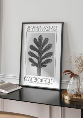An unframed print of karl blossfeldt urformen der kunst 1928 achillea umbellata yarrow a famous paintings illustration in monochrome