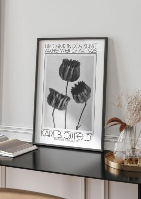 An unframed print of karl blossfeldt urformen der kunst 1928 abutilon lime mallow a famous paintings illustration in monochrome