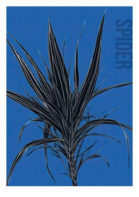 Detailed Spider Plant in Blue