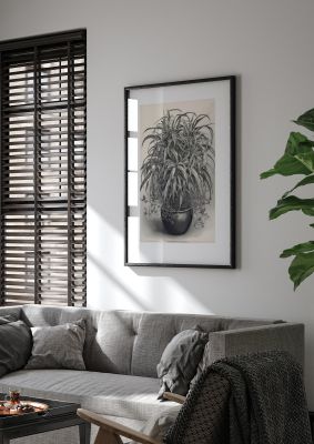 Spider Plant in Bold Monochrome
