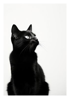 Black cat close-up with minimalistic white background